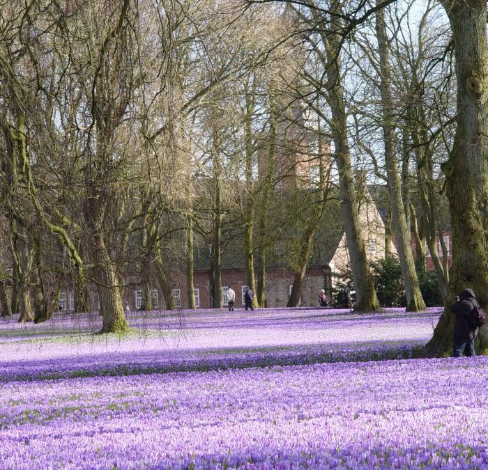 Husumer Krokusblüte